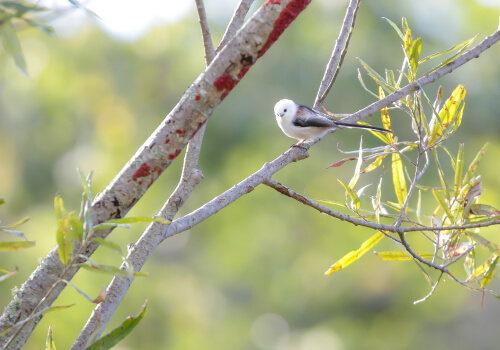 総務部メンバーが選んだ鳥の画像