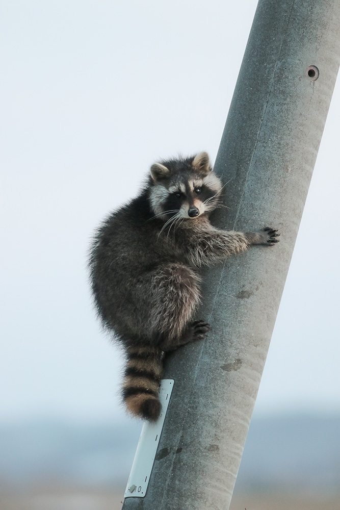 動物