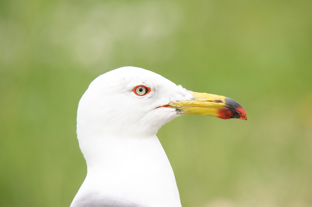 鳥