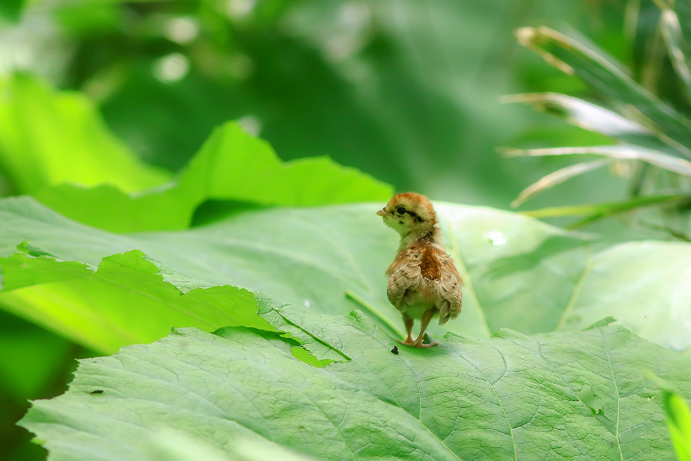 鳥