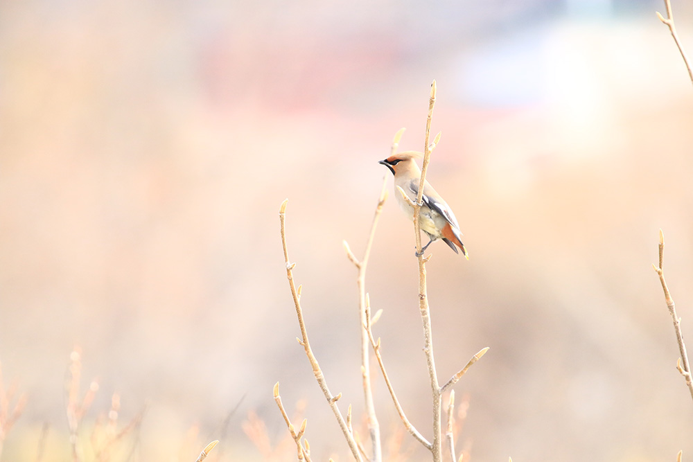 鳥