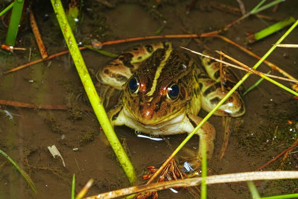 トノサマガエル