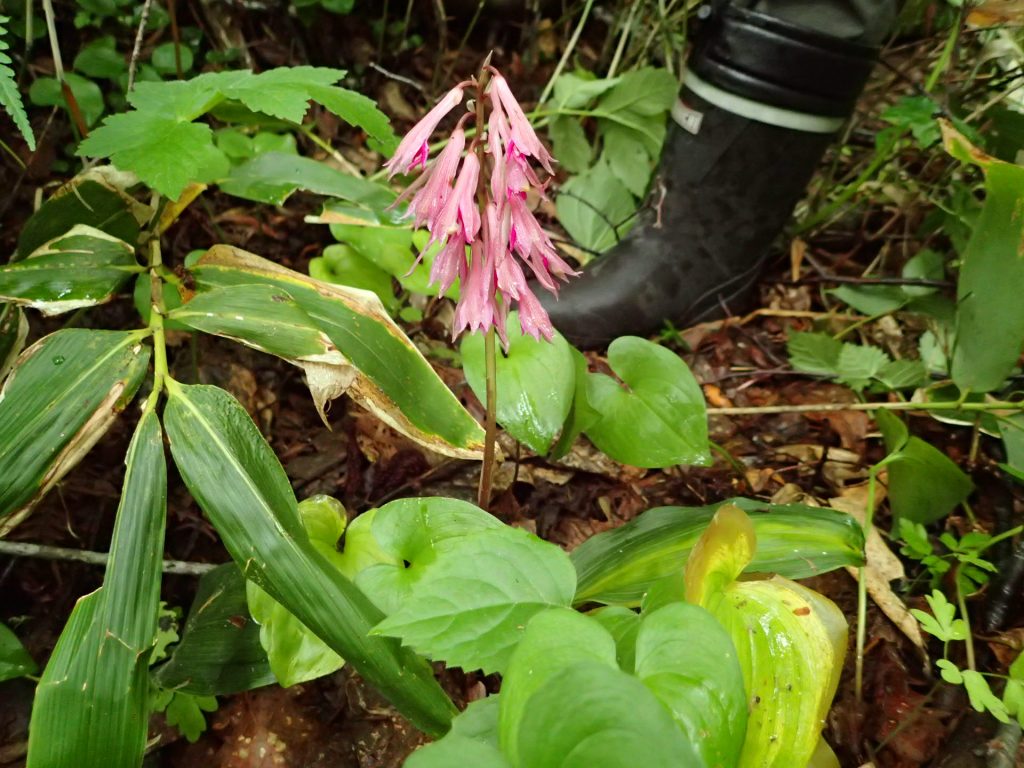 五鹿山の植物
