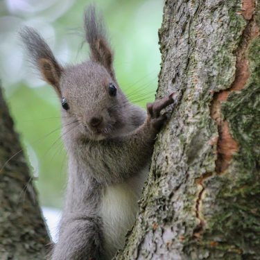 自然環境調査員のキャリア採用について