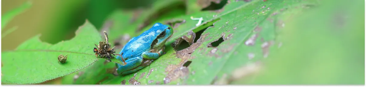 WILDLIFE